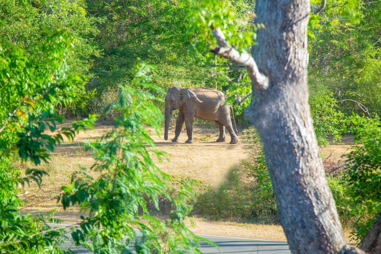 Ali Weta Safari Resort ウダワラウェ エクステリア 写真